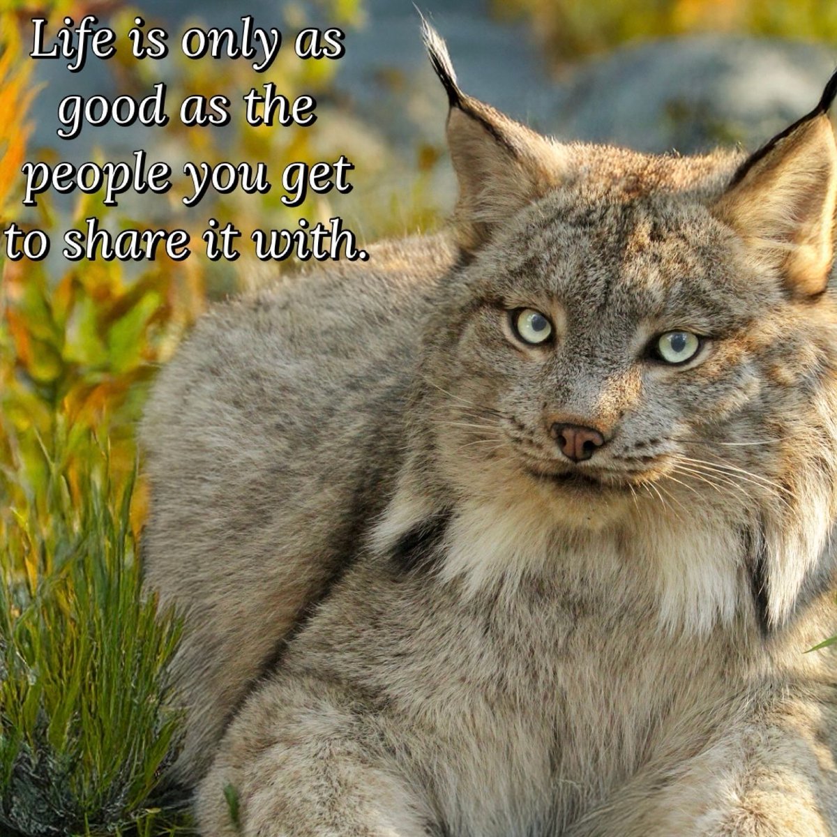 BigCatRescue's tweet image. “Life is only as good as the people you get to share it with.”

#GilliganCanadaLynx #BigCatRescue #Life #Saturday #Share #Good #Goodness #Lynx