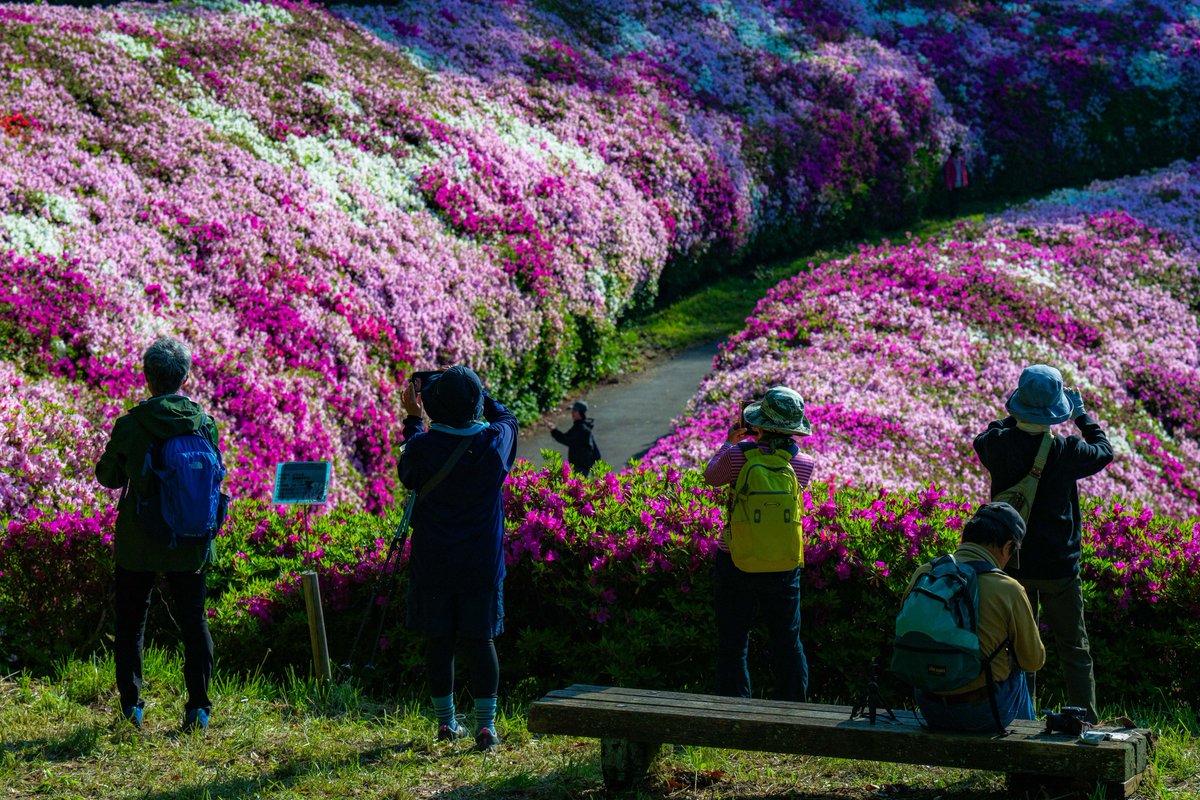 へたっぴ写真家 tweet media