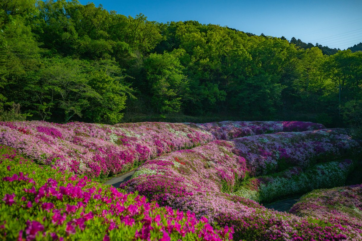 へたっぴ写真家 tweet media