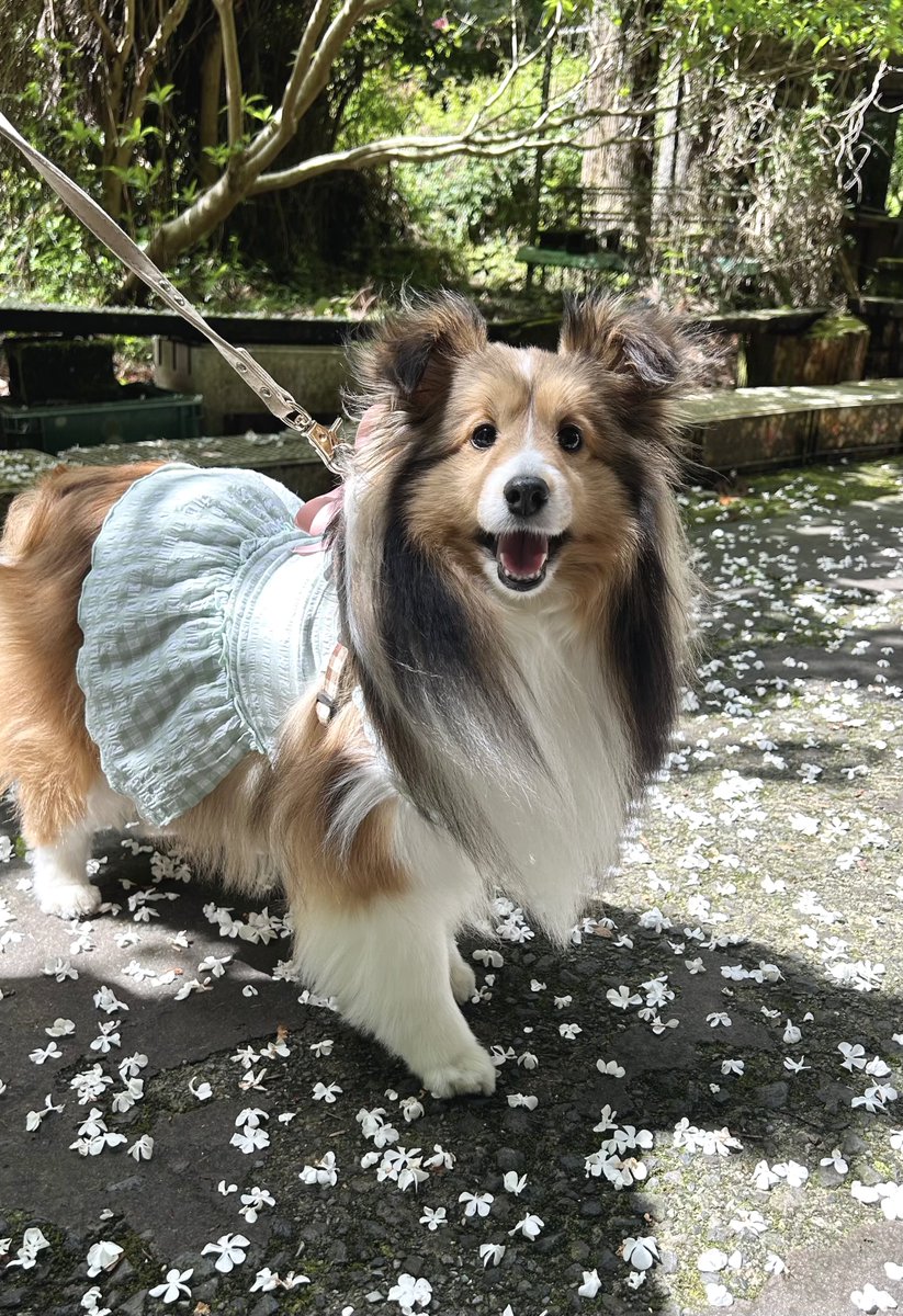 oinrno's tweet photo. お花の絨毯で、春の妖精DOGになれました https://t.co/TzTrBegZj7