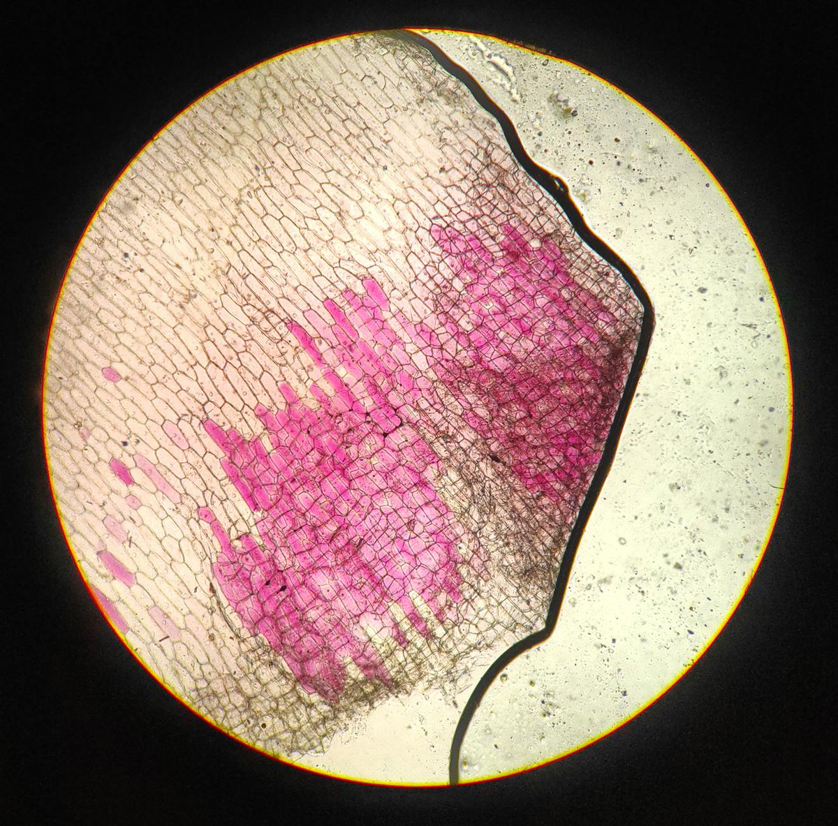 fromthesurface's tweet image. 🧠 A single-celled organism with NO BRAIN can learn and remember things

Scientists just proved that Stentor can change its behavior based on experience. No neurons, no nervous system - just pure cellular intelligence.

What if consciousness...
#SingleCell #Biology #Consciousness