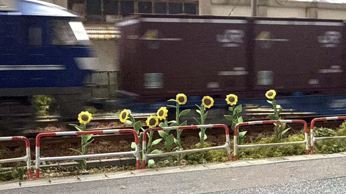 b9GpApl2OkWanjb's tweet image. ひまわり🌻と貨物

 #KCR西宮 
#HO
 #鉄道模型