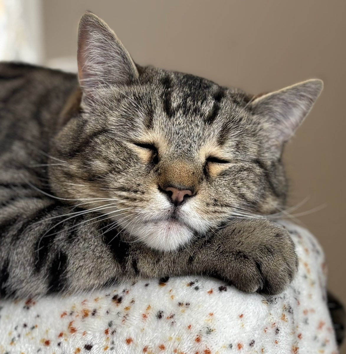 Teddy Bear - The Vicarage Meow 😺 tweet media