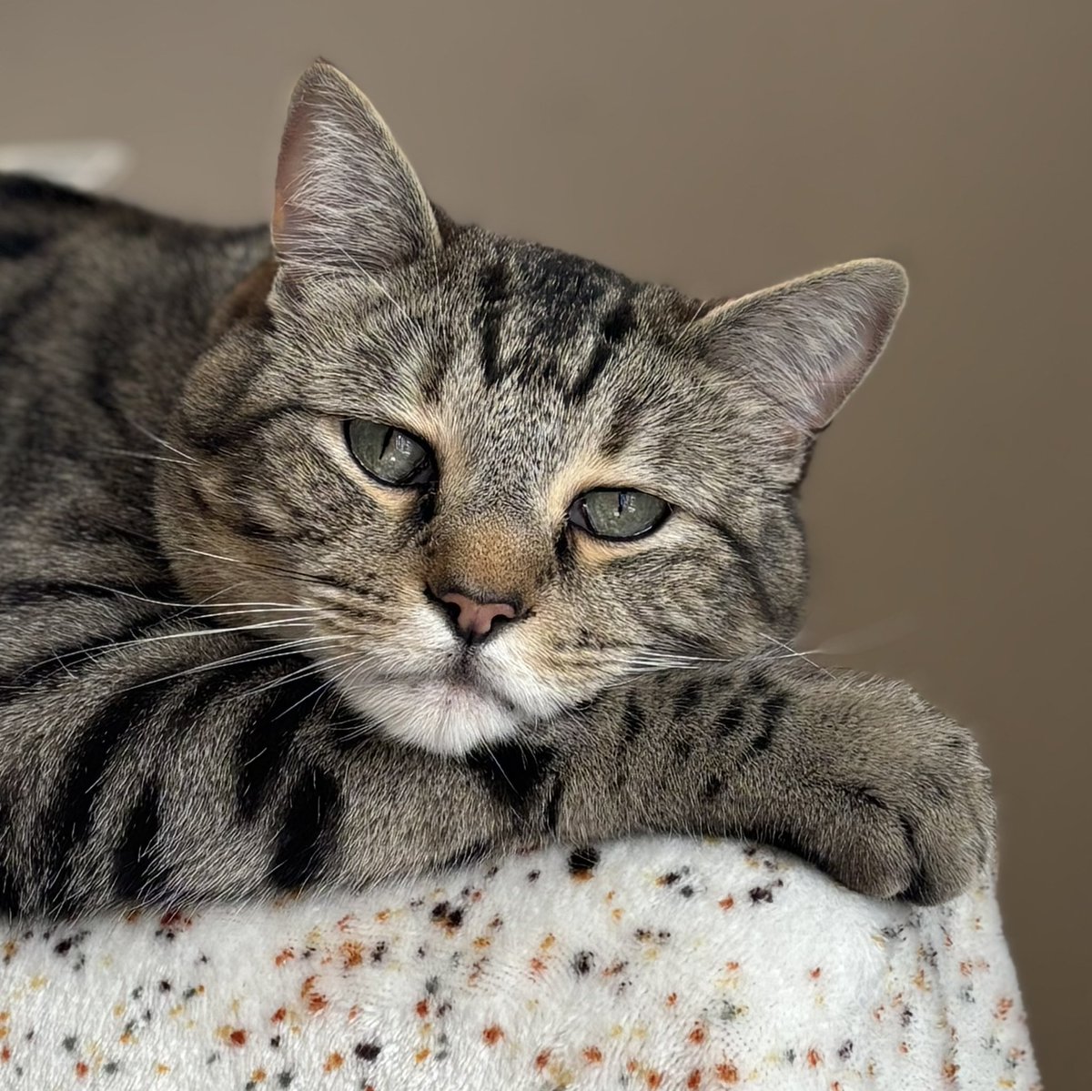 Teddy Bear - The Vicarage Meow 😺 tweet media