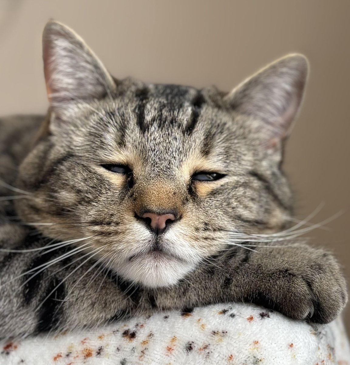 Teddy Bear - The Vicarage Meow 😺 tweet media