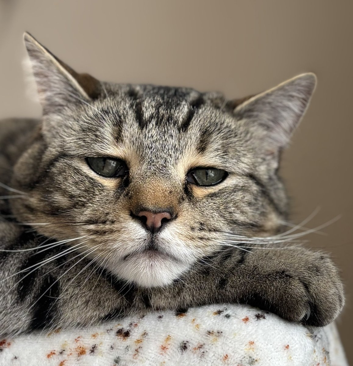 Teddy Bear - The Vicarage Meow 😺 tweet media