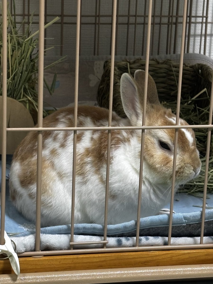 minlapin1's tweet photo. むっすぅ〜 https://t.co/OQkXq6X2aq