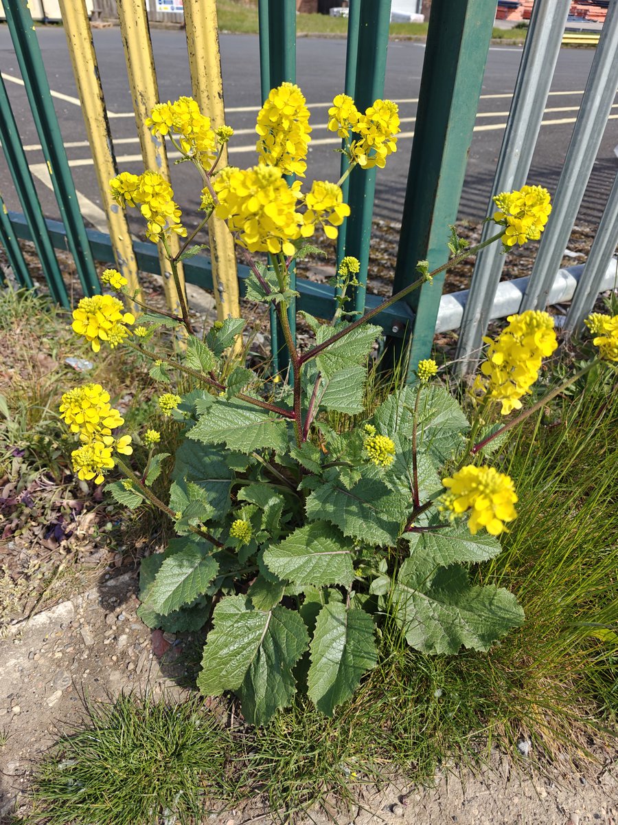 toomuchchoice's tweet image. Out with the gang on a lovely morning ☀️🌻🚮🗑️#lovewhereyoulive #tidyminds