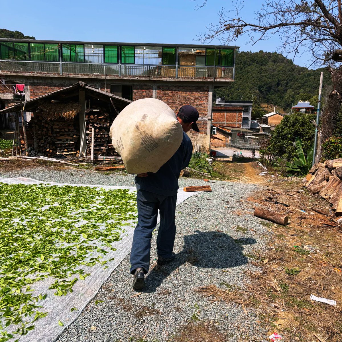 ydgd06728822's tweet photo. After the tea-picking season ended, everything returned to calm. It seemed that every path had been walked by someone, yet no footprints were left behind. After spending over forty days in Fenghuang Mountain, the tea-picking aunts would either move to a new tea-growing area https://t.co/LMsMjE1l3I