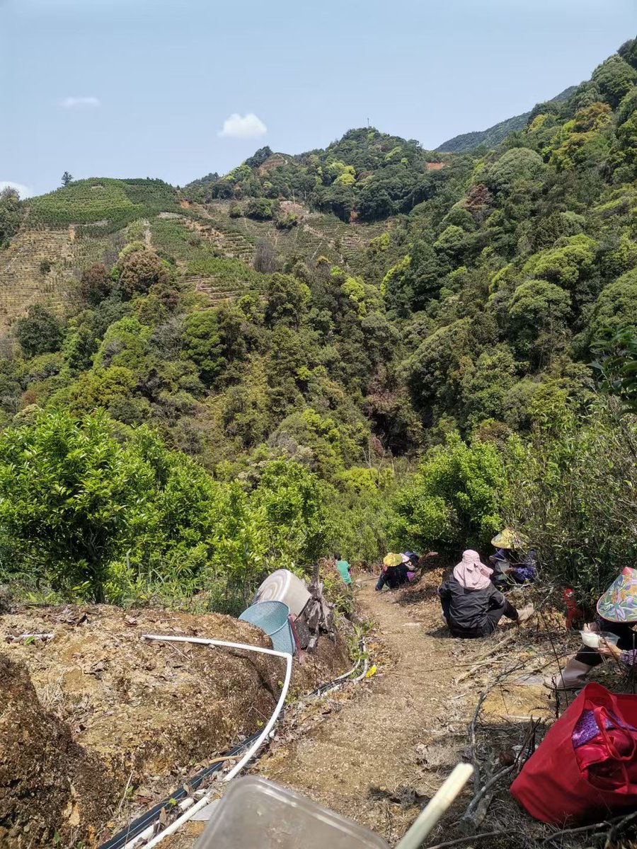 After the tea-picking season ended, everything returned to calm. It seemed that every path had been walked by someone, yet no footprints were left behind. After spending over forty days in Fenghuang Mountain, the tea-picking aunts would either move to a new tea-growing area
