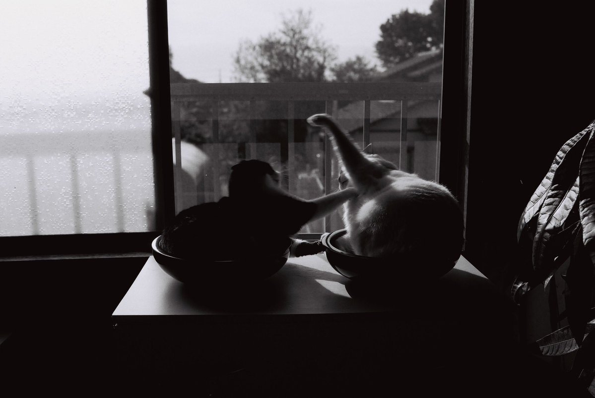 HiroakiO29983's tweet image. #ilfordpanf50  #nikonf5 #filmphotography