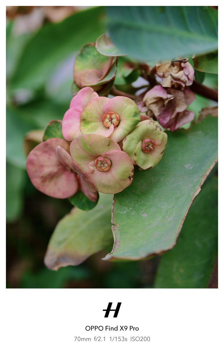 Vic_Sadhu's tweet photo. Guess the Plant? 
#oppo #hasselblad #oppofindx9pro #oppofindx9ultra #photography https://t.co/lXizVYT9ms