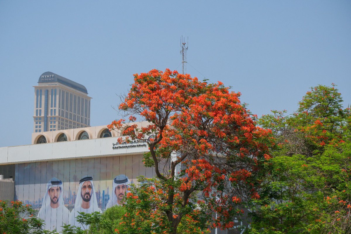 Dubai Media Office tweet media