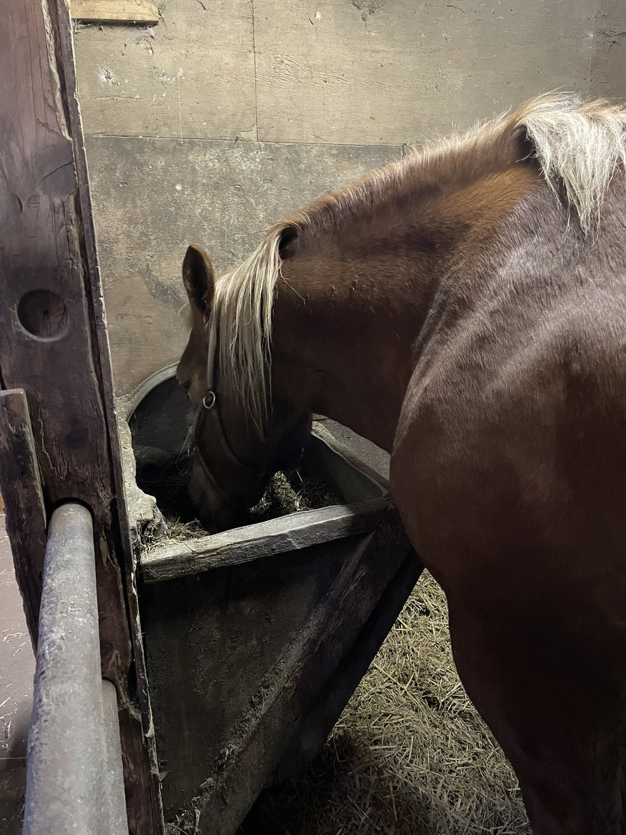 KOTO05318541's tweet photo. 今日、馬のお世話中🐴
左足が上がらなくて 足元を見たら…
馬に踏まれてました😨

骨が折れるー！って心の中で叫んだけど😱

安全靴を履いていたので大丈夫でした💦

気をつけないと…

踏んだのは、この子です🐴📷 https://t.co/uchfHpZf0A