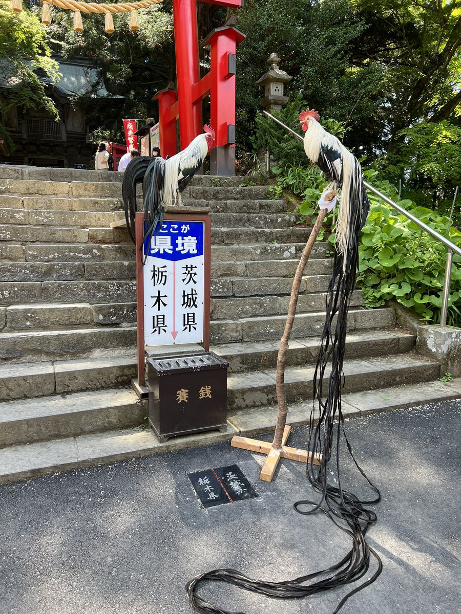 ナンシー・Onagadori tweet media
