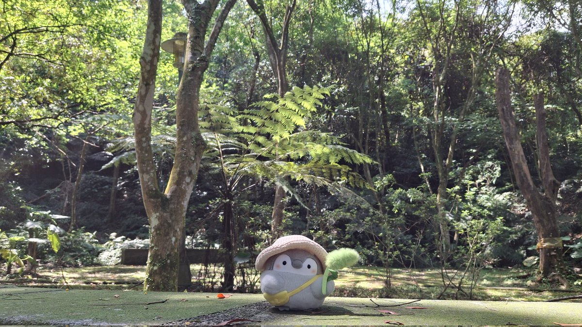 人気ナンバーワン！約1メートルくらいです。南国気分バナナの木^ - ^ほったらかしておいても毎年なります^_^ステキな出会いがあります様に^ - ^一期一会 今日は新店にある二叭子植物園にハイキングしました 森の香りに浴びて