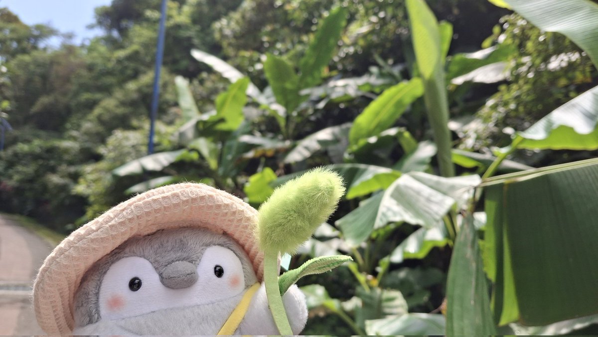 今日は新店にある二叭子植物園にハイキングしました 森の香りに浴びて