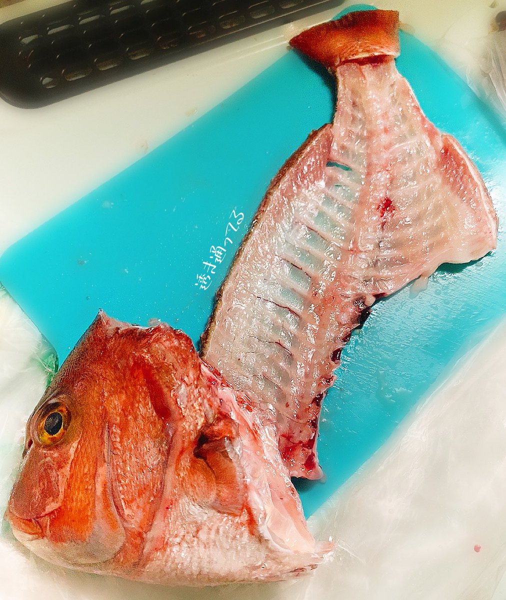 yuka_pomp's tweet photo. 今日のあゆは大きな鯛を捌き中🐟 https://t.co/a4ibDnkGv1