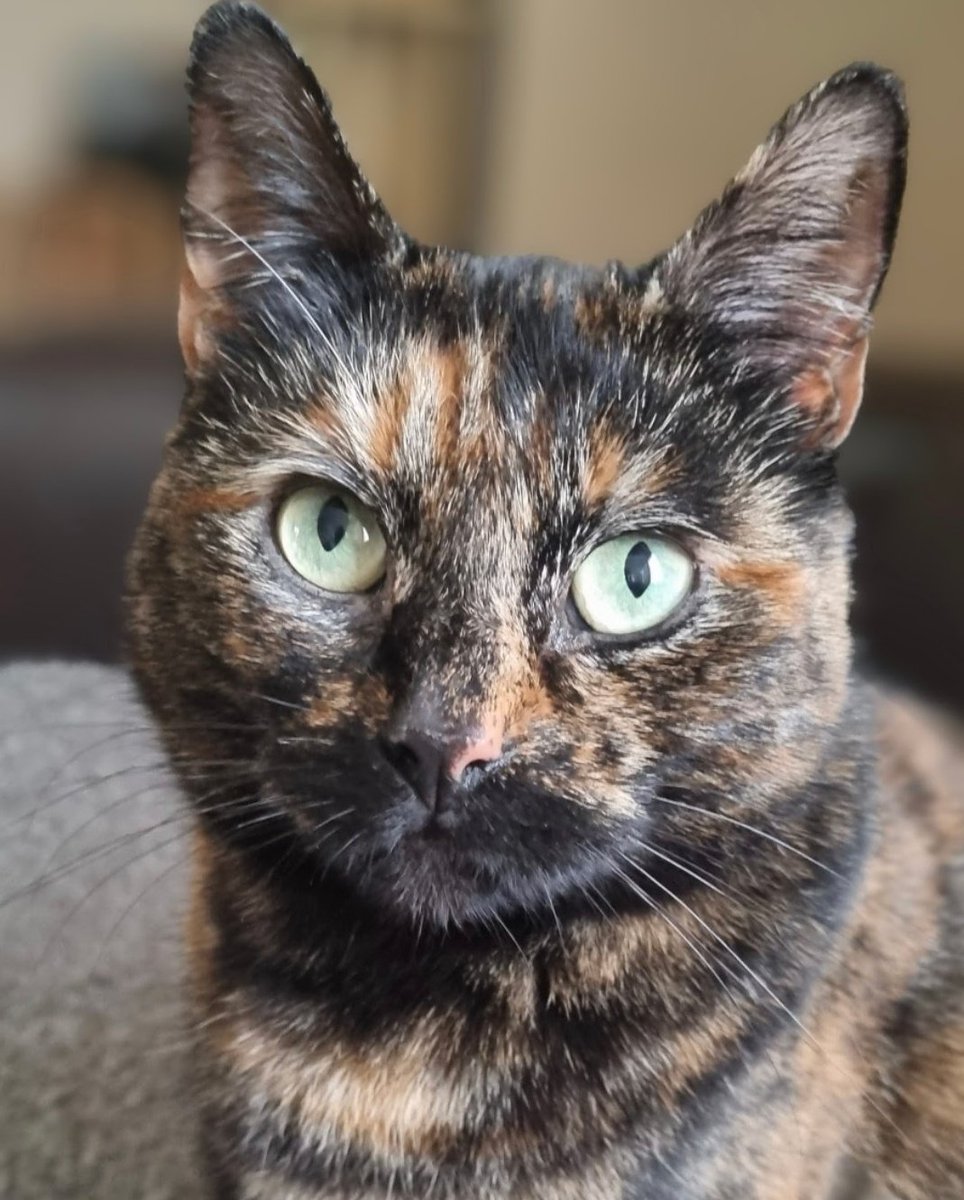 Karen_acts's tweet photo. Sleep tight my beautiful Perdita. The sweetest and gentlest of souls. My heart is broken today.💔 I hope Merlin cat and Moo are there to guide you on your next adventure. ❤️🌈 https://t.co/TgJiEtmTTh