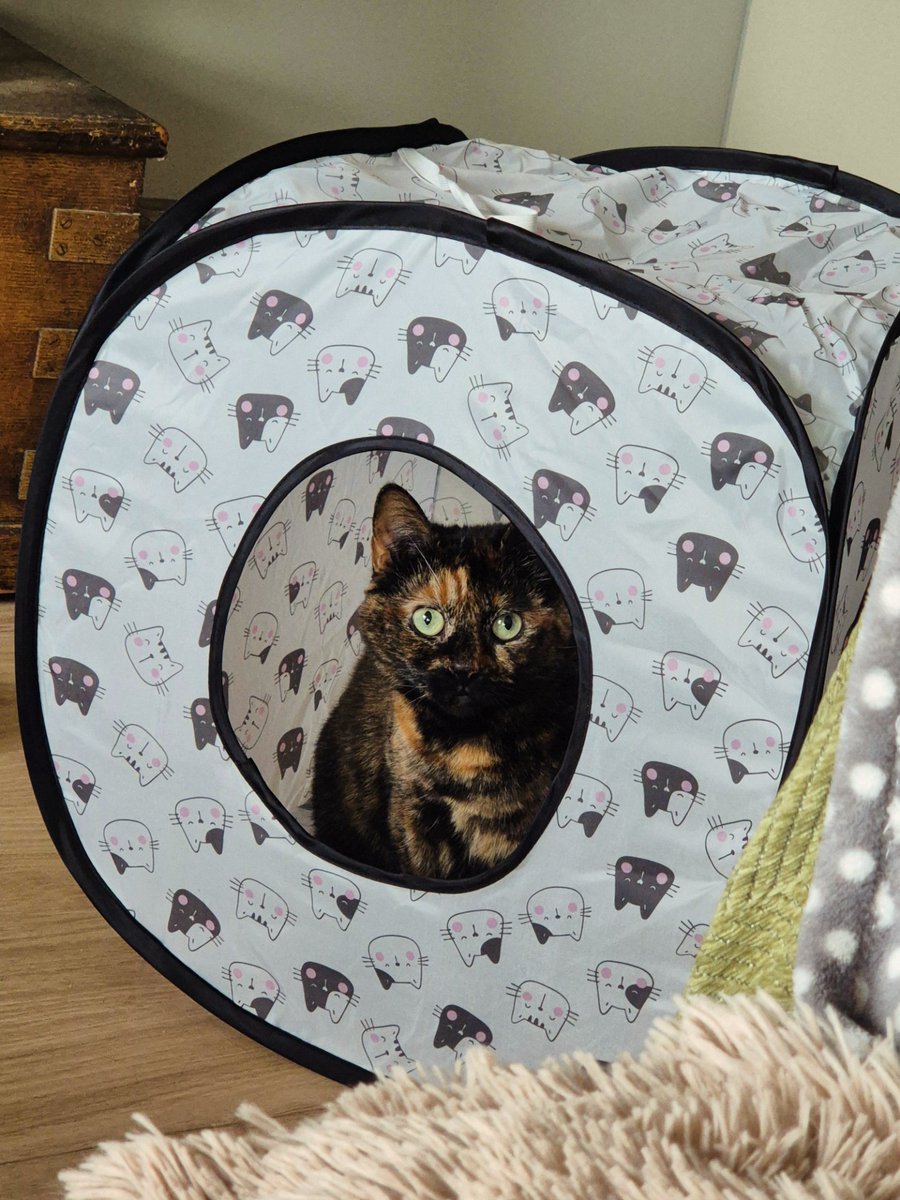 Karen_acts's tweet photo. Sleep tight my beautiful Perdita. The sweetest and gentlest of souls. My heart is broken today.💔 I hope Merlin cat and Moo are there to guide you on your next adventure. ❤️🌈 https://t.co/TgJiEtmTTh