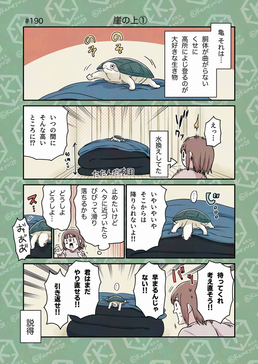 カメユ│亀と絵と漫画 tweet media