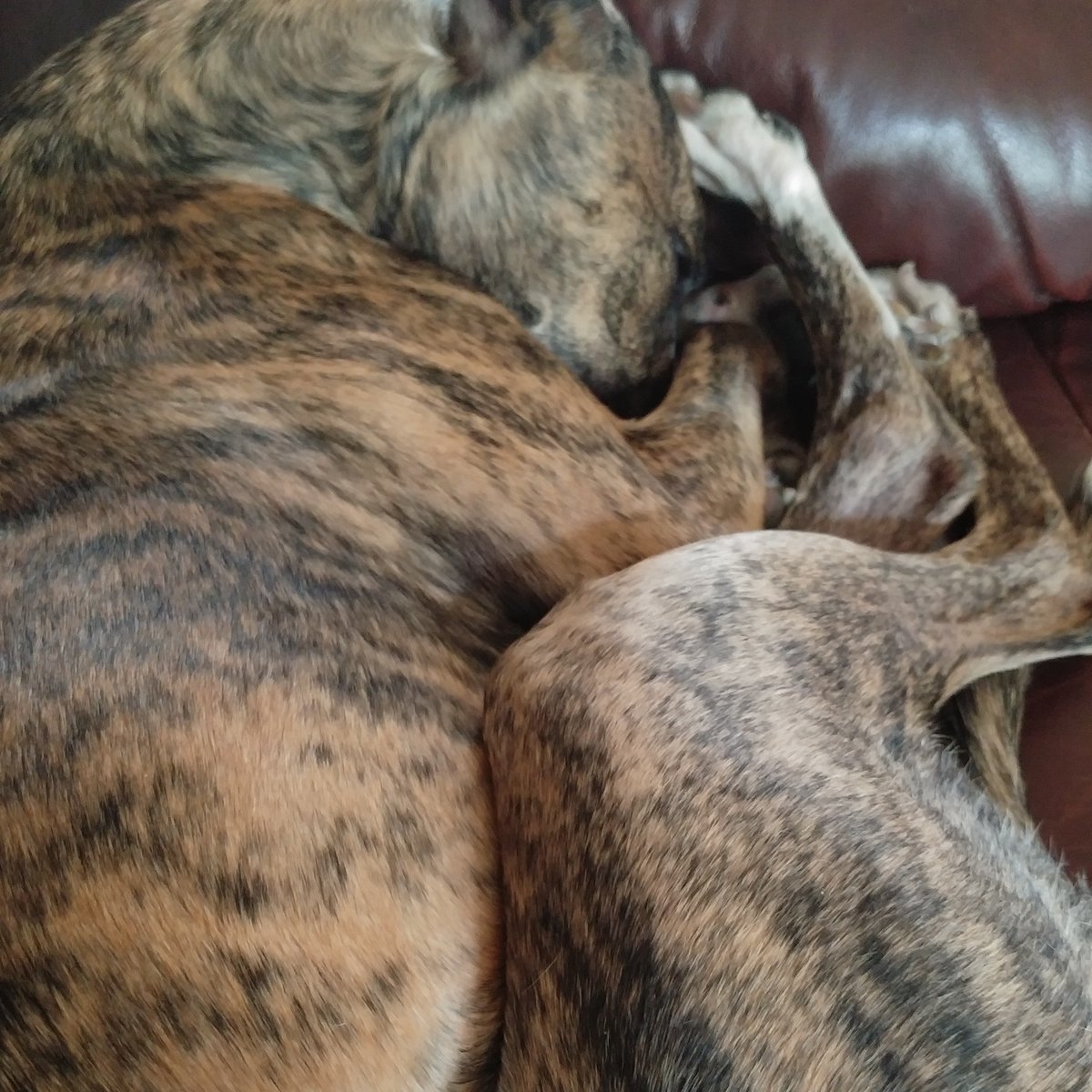 Tiggers_Tails's tweet image. Morning Pals!
Happy Sunday 🐶🐾
#TiggerClubNews #SundayMorning #SundayMotivation #SundayThoughts #GoodMorning
