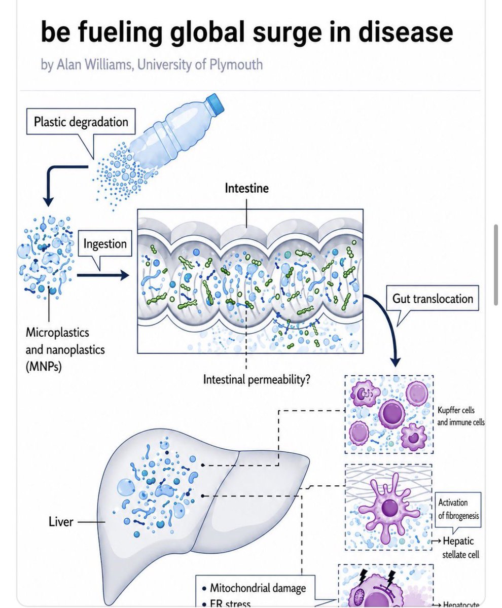 peakaustria's tweet image. #Microplastics and #nanoplastics have been found in human, wildlife, and marine livers, and researchers are now asking a critical question: could these particles be helping drive the global rise in #liverdisease?

▪️ A new article in Nature Reviews Gastroenterology &amp;amp; Hepatology