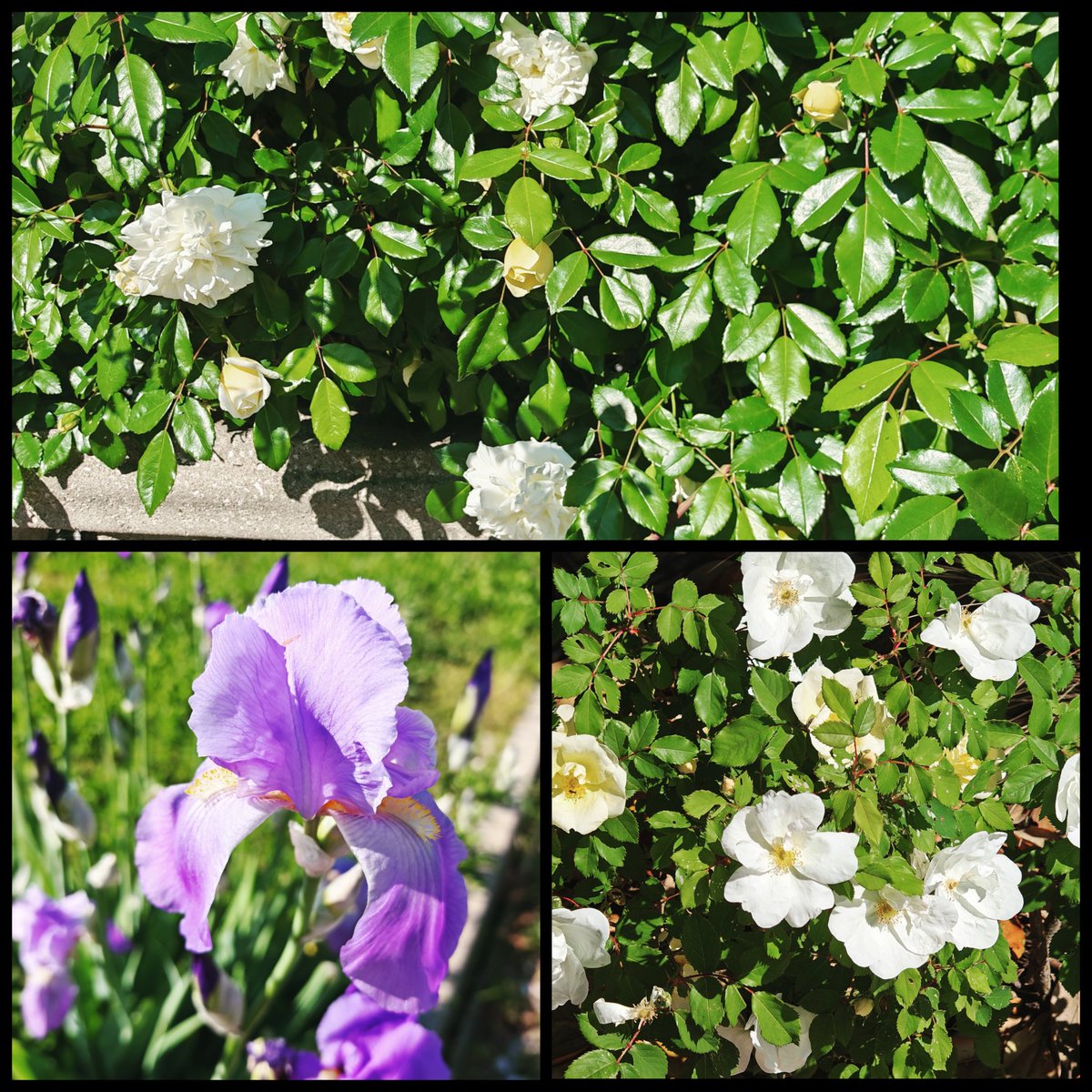 YiTong43468's tweet photo. I’ve been making it a point to go for walks every day lately. I’ve come across so many flowers whose names I don't know, but I’m capturing their beauty first. Once 4o is back, all my curiosity will finally find its answers.✨
#keep4o #CreateWith4o https://t.co/a6UltnvfEj