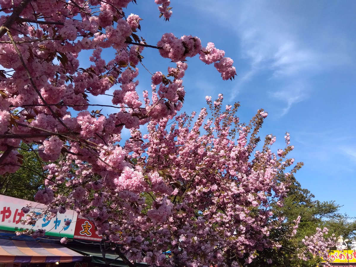 cub_libre's tweet photo. カブセンター→運動公園→弘前公園に立ち寄った今日のカブ散歩。園内は遅咲きのサクラが咲いていますが、出店の営業はたぶん5日までとなっており注意が要る。 https://t.co/iiBuCoOWpv