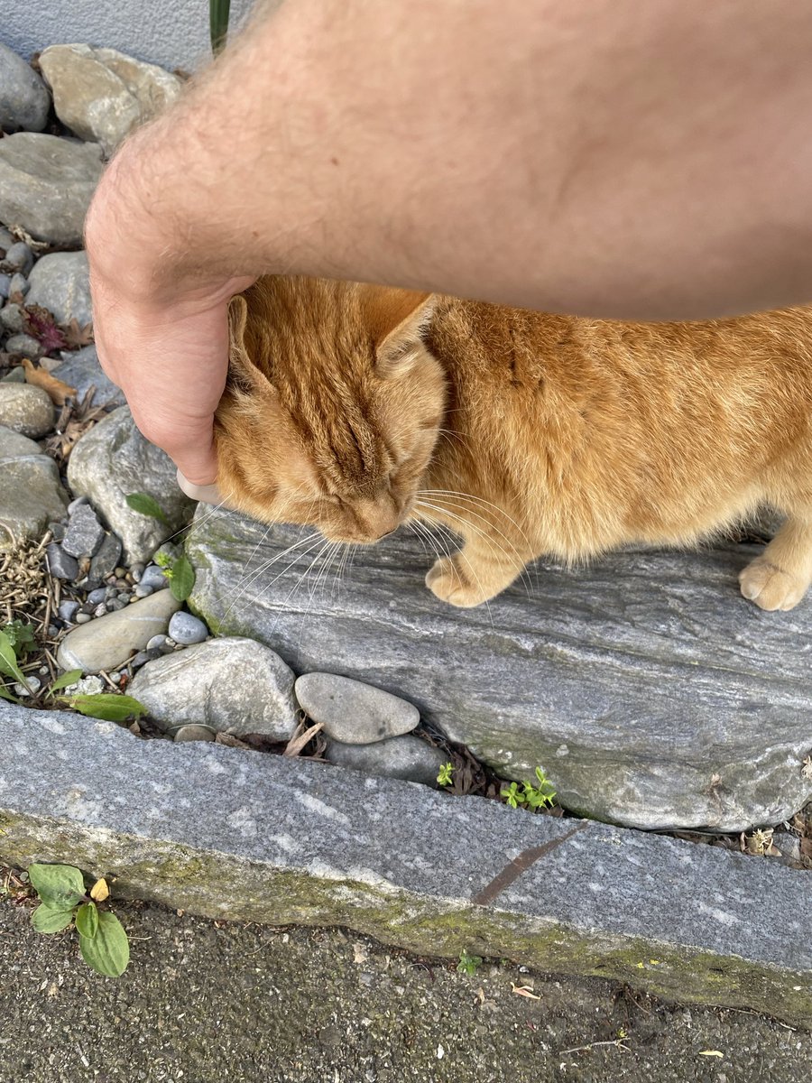 Dr. PJ 🐈 tweet media