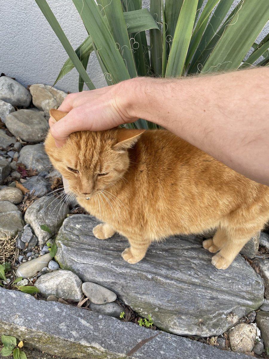 Dr. PJ 🐈 tweet media