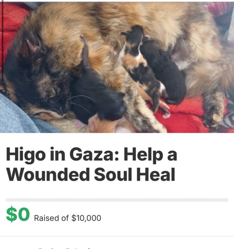 Cat Gaza Sos🇵🇸 tweet media