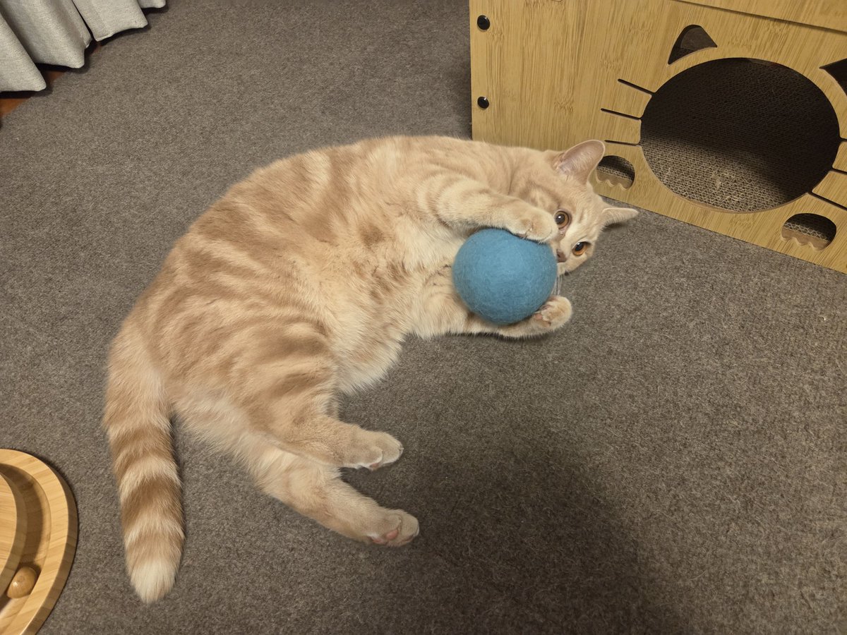 tricolor_samba's tweet image. ボール遊び楽しいね♪
#cat #猫のいる暮らし