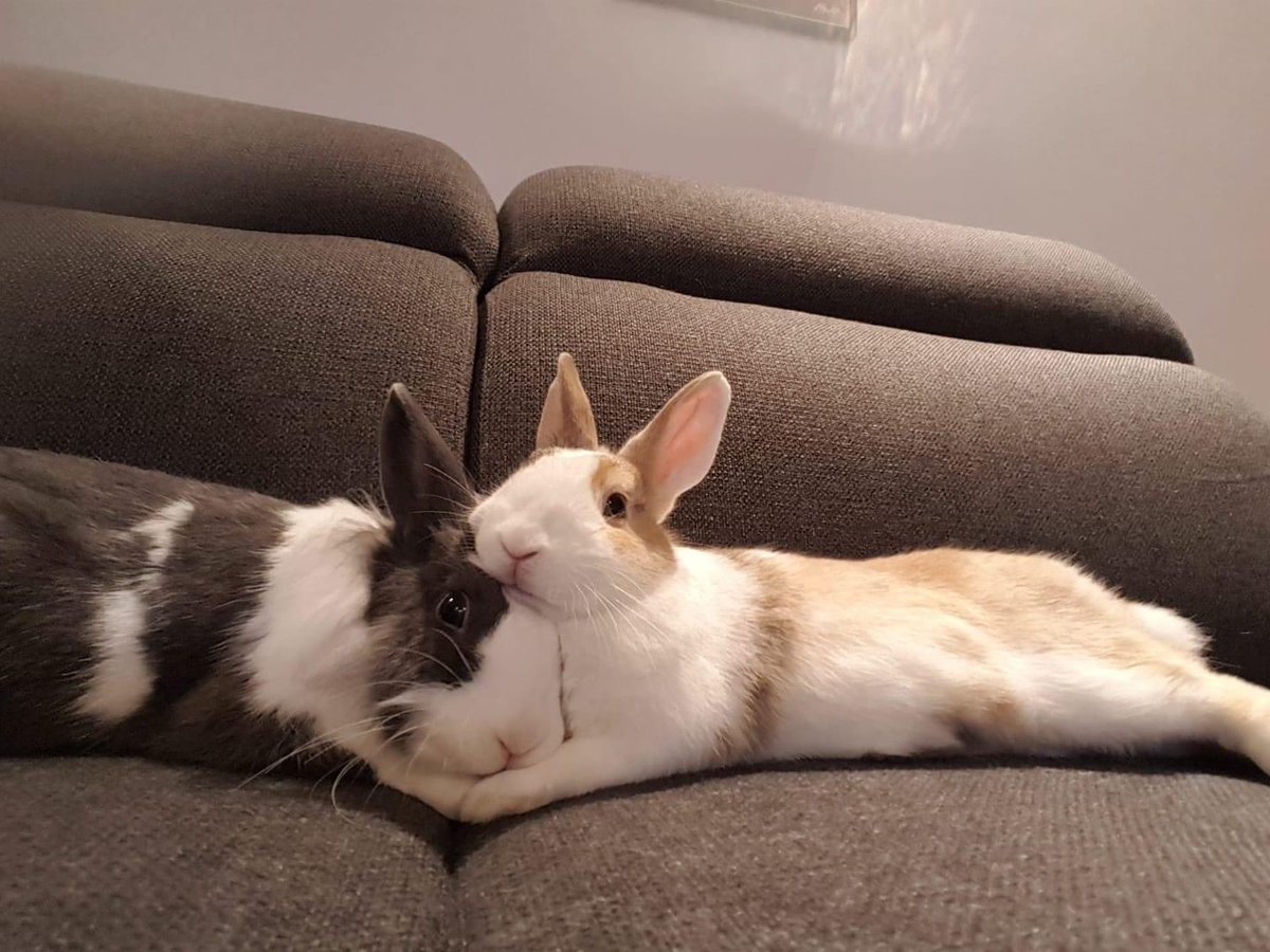 Why you should have a rabbit tweet media