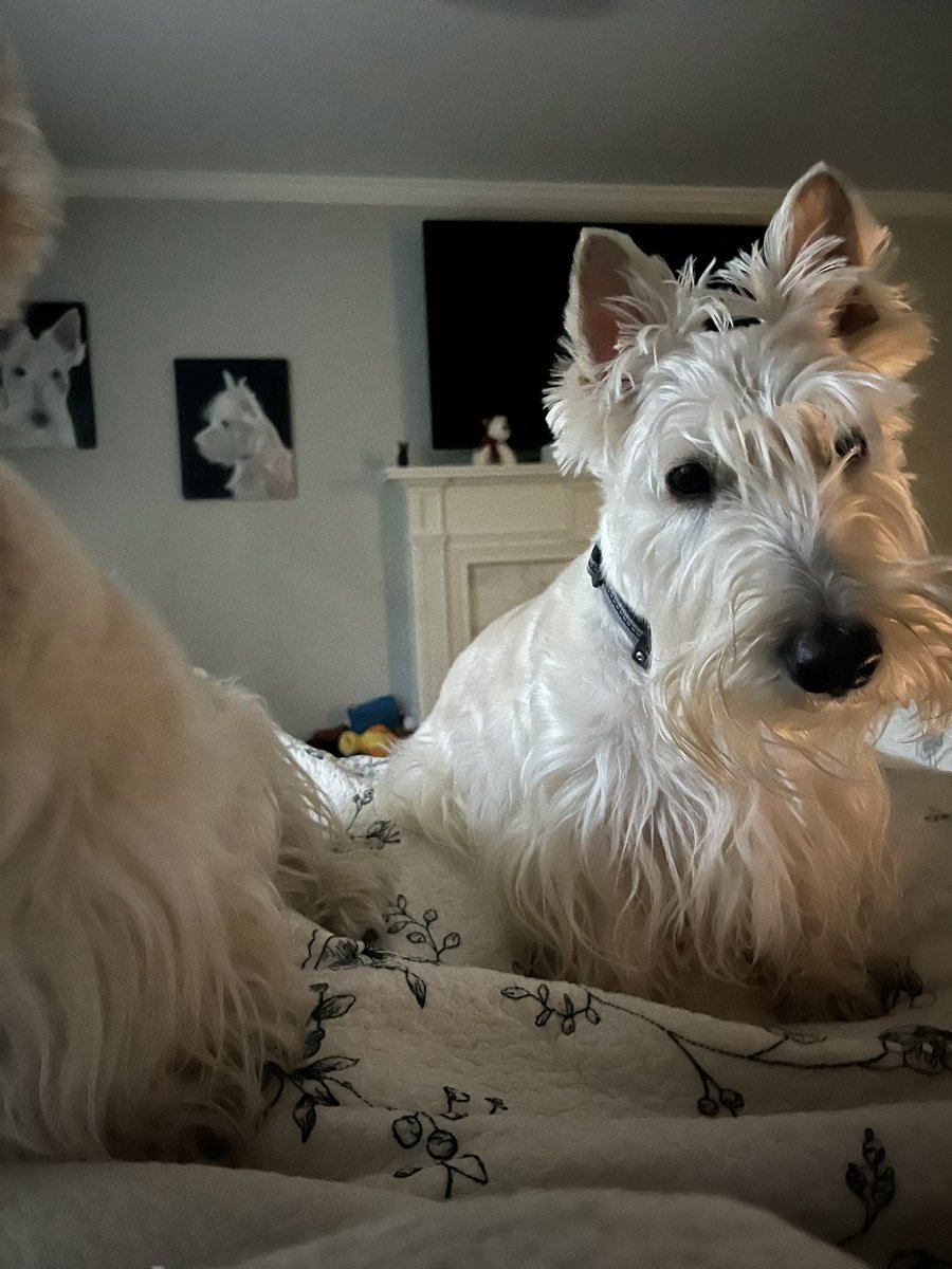 rozcar28's tweet image. The stare down you get when having bacon in bed! #Dogs #Scottishterrier #BreakfastMindControl