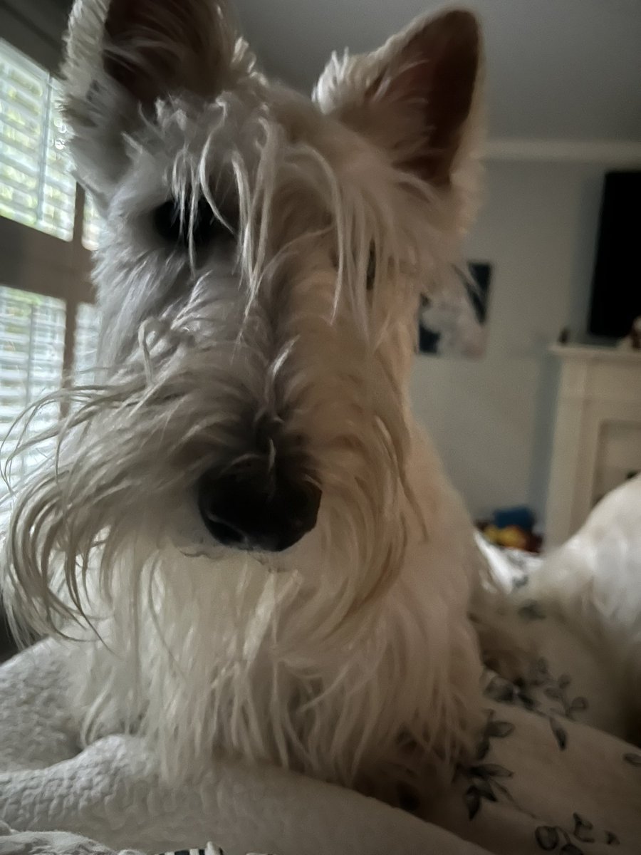 rozcar28's tweet image. The stare down you get when having bacon in bed! #Dogs #Scottishterrier #BreakfastMindControl