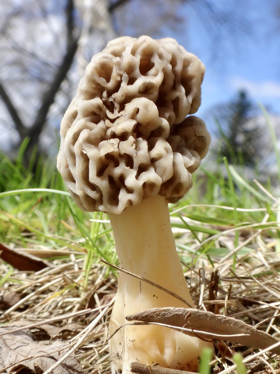 602Shaffer's tweet image. This #style of mushroom sometimes randomly grows in my yard...even without the ideal conditions. (And then the bunnies eat them!)
