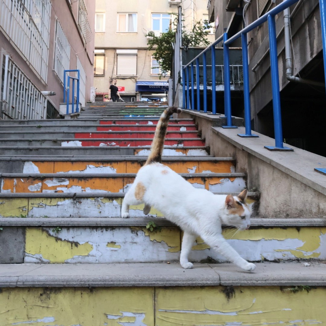 kiyotakaiwai's tweet photo. トルコ・イスタンブールの猫😺
A cat in Istanbul, Turkey
#猫 #ネコ #ねこ #ねこ部 #猫写真 #ネコ写真 #野良猫 #猫のいる風景 #猫好きさんと繋がりたい #トルコ #イスタンブール #イスタンブールの猫 #海外の猫 #海外猫 #貓  #cat #cats #straycat #istanbul #catsofistanbul #catphoto https://t.co/EhbhsyNdof