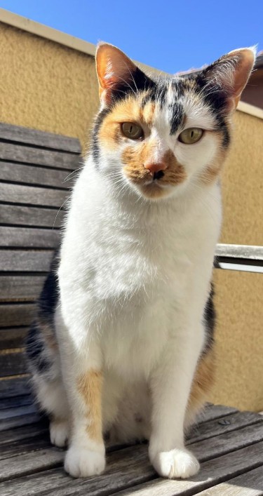 Missing Animaux 81 tweet media