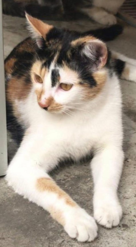 Missing Animaux 81 tweet media