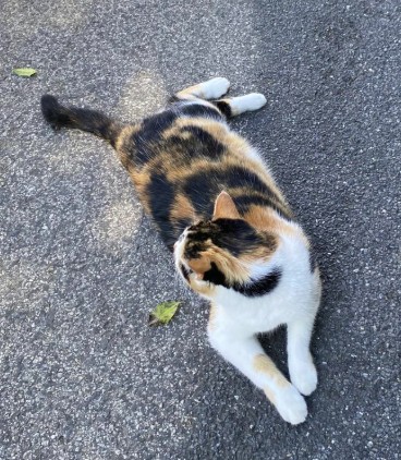 Missing Animaux 81 tweet media