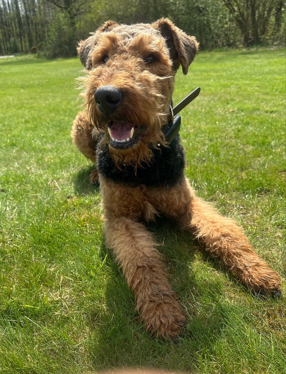 Frodo the Airedale 🇪🇺🇬🇧🇨🇦 tweet media