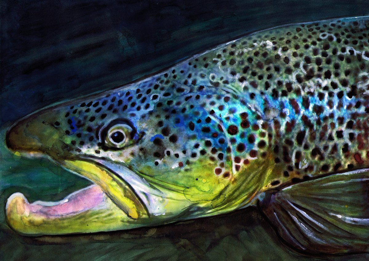 OscarJetson's tweet image. Midnight Rise – Brown Trout Fly Fishing Art Print by Jack Tarpon dogfishart.com/products/midni… #painting #art #OscarJetson #TroutIllustration