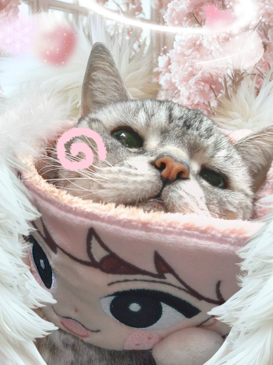 ぉばあちゃみたぃ、、に ꉂꉂ(ฅωฅ`) かわぃかた、、ꉂꉂ