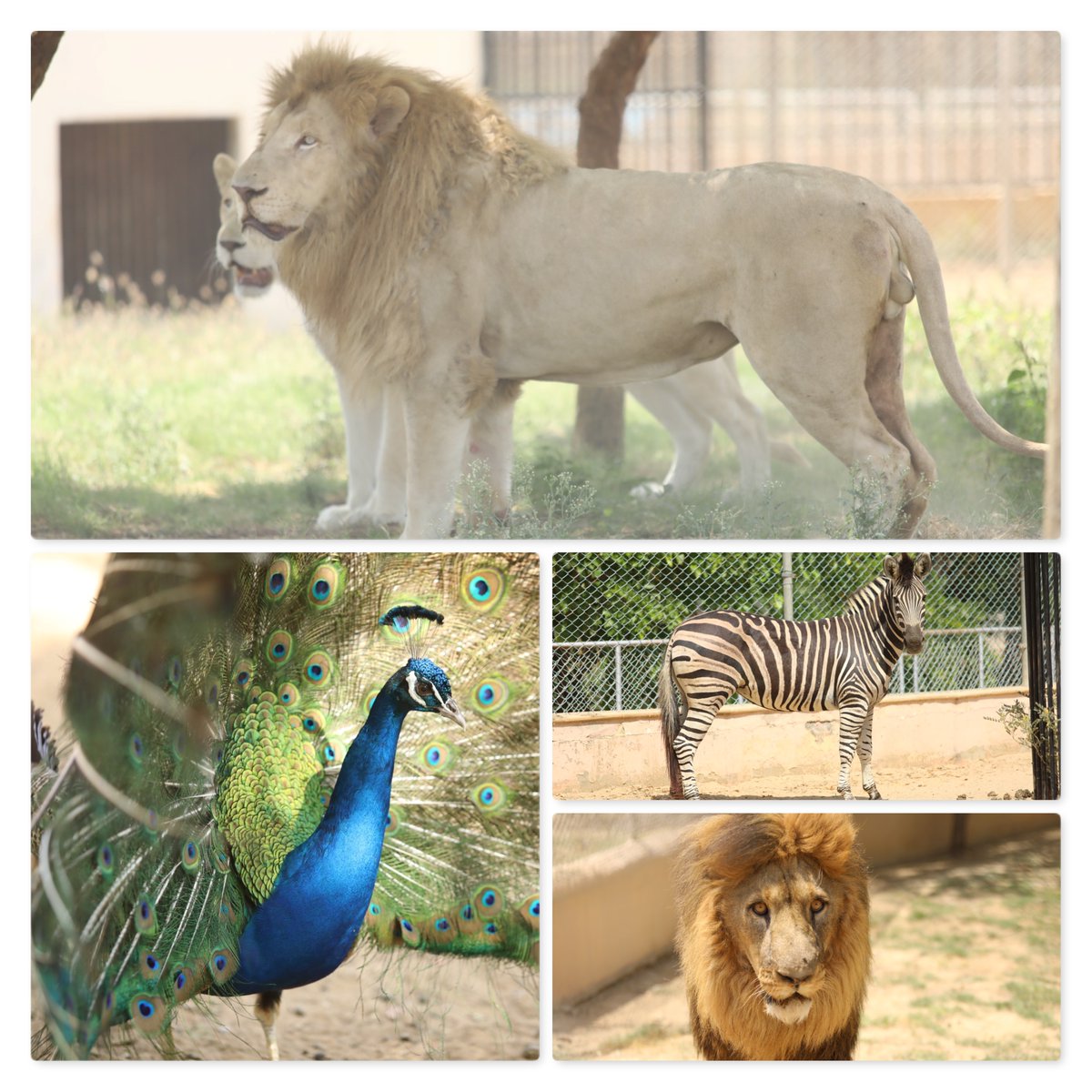 BTKOfficial_1's tweet photo. Danzoo – Day and Night Safari Zoo
An Experience of Lifetime!
Visit today . . . https://t.co/Ile2CSjS2U