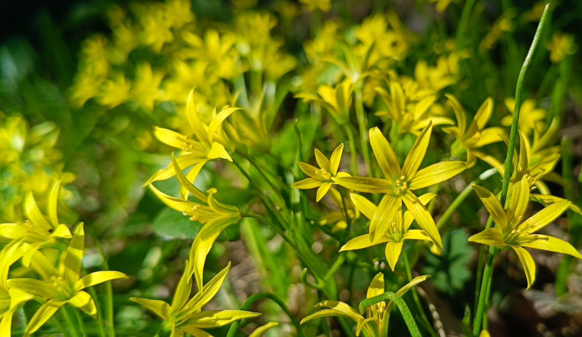 KerstiSandstrom's tweet photo. Least gagea is the smallest lily that grows wild in Finland.👋☺️ https://t.co/paUwdx5jbm