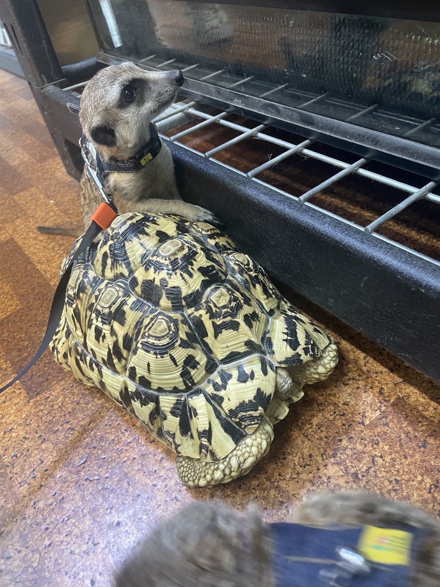 anier_kanrinin's tweet photo. あんこ&きなこ連れて イベント中の #greenmonster さんへ遊びに🐒🐒
https://t.co/Z2NGAwftC0 https://t.co/pkrMtmPM4h