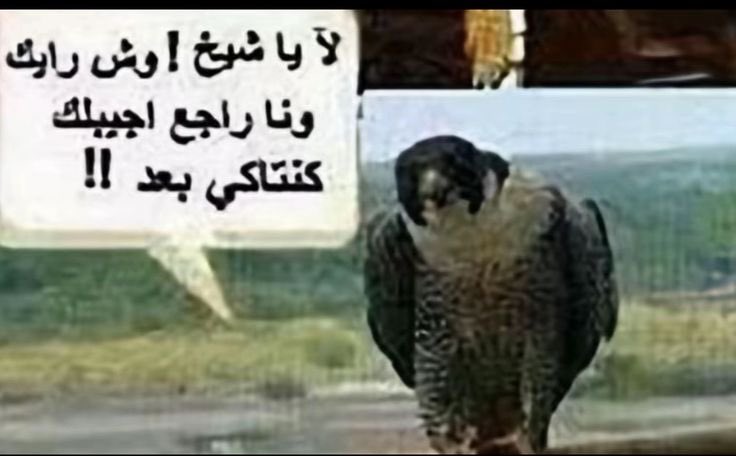 🌟𝐊𝐈𝐍𝐆🌟 tweet media