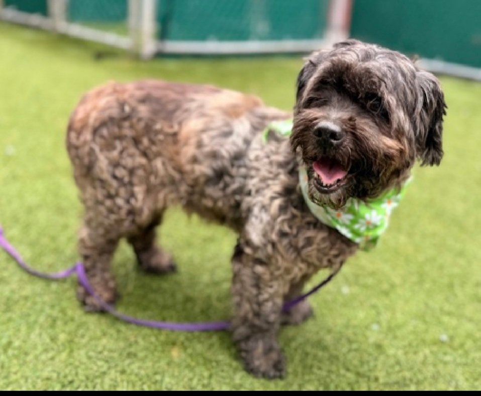 Little Paws NYC tweet media
