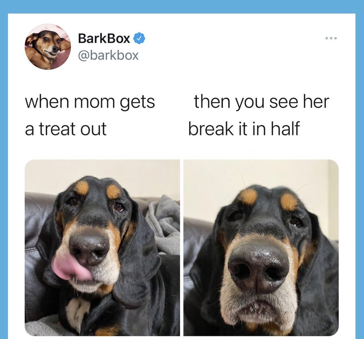 BarkBox tweet media